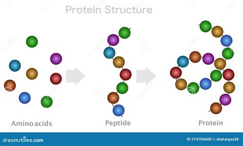 amino acid vs polypeptide.